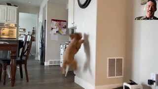 Anjing yang pintar dan terlatih mematikan lampu