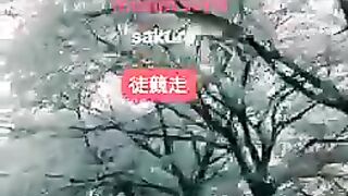 Sakura 2
