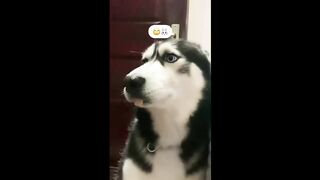 HUSKY | Video compilation