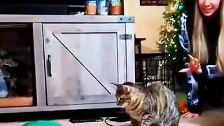 collection of videos of funny cat behavior