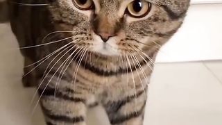 Funny Cats 9
