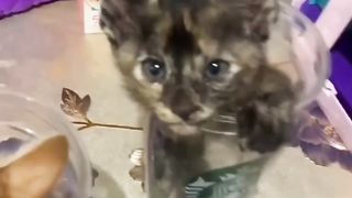 Funny cats gemoy