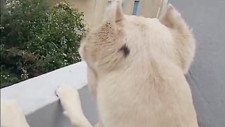 dog talk