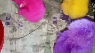 Anak ayam warna-warni