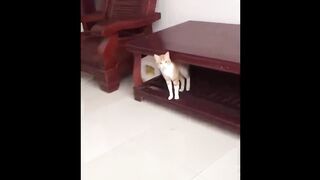 UNUSUAL MEMES COMPILATION V225 2