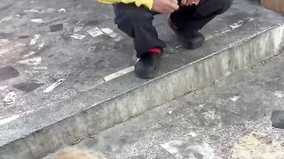 le pauvre chien