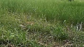 Suara (ku berharap)