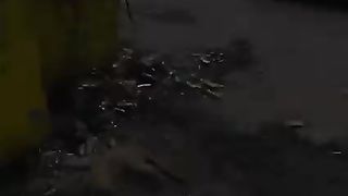 Humanity help poor cat