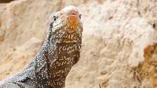 aghast the brutal moment when the fierce lion couldn,t avoid the giant lizard bites