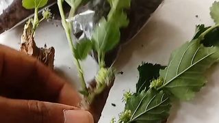 Stek Pohon Buah Murbey