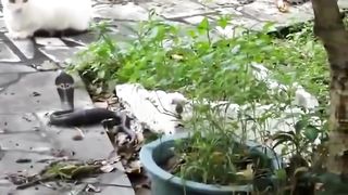 Pertempuran Kucing VS ULAR kobra