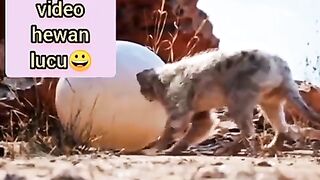 Eagle funny