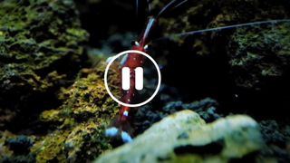 Pianis shrimp (Sulawesi shrimp)