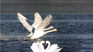 Swan Flying