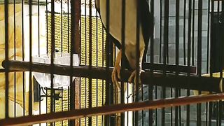 Burung Murai