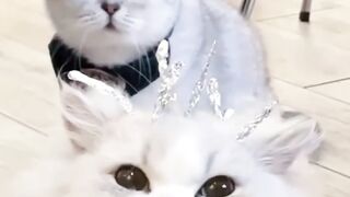 Cute cats 9