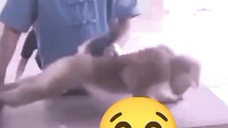 Monyet Lucu bikin ngakakk