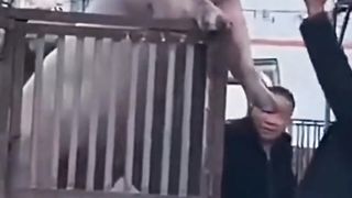 Dancing pig ????????????