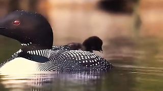 beautiful animal 2