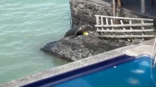 funny animal 2023