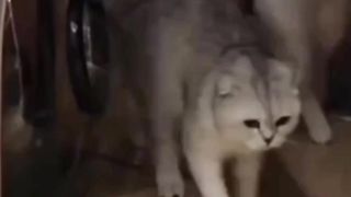 Cute cats #2