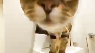Funny Cat Video :D