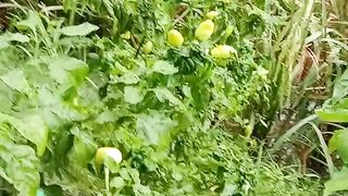 Buah cabe padi pohon matahari
