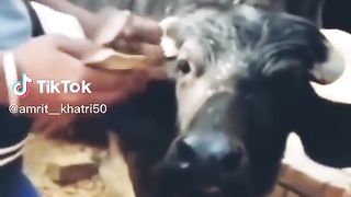 Money_count_fun_viralvideo