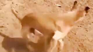 ضحك ????
