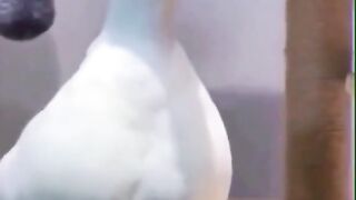 اضحك 2