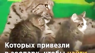 Рисът осиновил котенца
