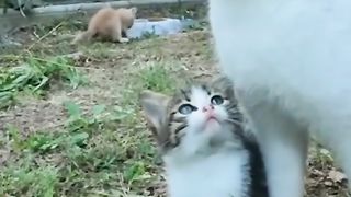 МАМА КОТКА