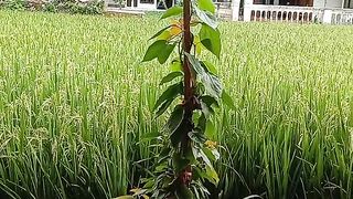 Sawah padi menghijau daunnya