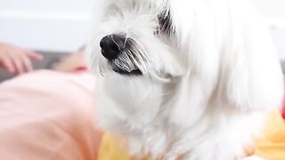 Dog interact