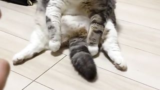 Funny cat videos 5