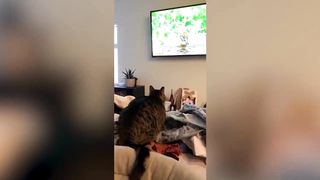 Funny Cat videos in 2023!