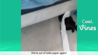 Funny compil animals