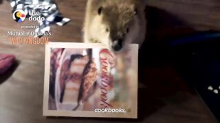 Baby Beaver Won't Let Go Of His Blankie | The Dodo Saving The Wild