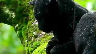 beautiful Panther in the Rain