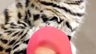 Kucing terganas di dunia adalah kucing berkaki hitam. Predator yang kemampuannya melebihi macan tutul  #kucing #hewan #binatang #predator