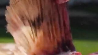 Nyam nyam nyam