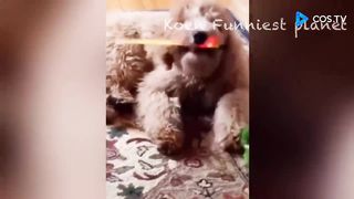 funny animal compilation #10 minutes of laughter