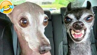 funny pranks with animals????