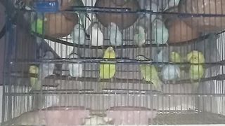 Australian Bird