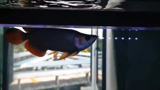 ikan arwana itu langka sehingga harganya mahal