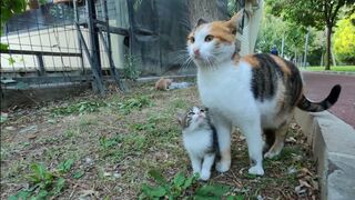 Kitten Asking Milk From Her Mommy