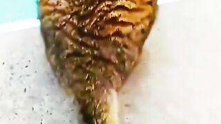 Cat funny moments 2