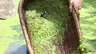 Duckweed cake made by _Duckweed Vegetable_! do you like eating it_