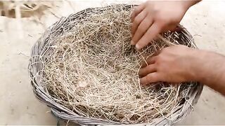 Egg to baby han