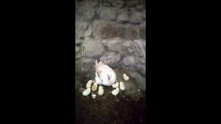 Chicken process